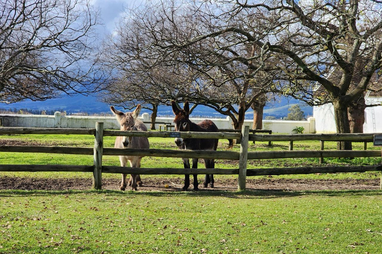 Kapstadt: Tafelberg und stellenbosch Big Cats Park