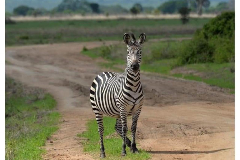 Day Trip Safari from zanzibar to mikumi using ferry and car