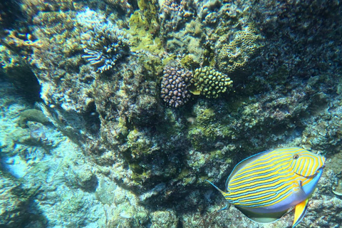Schnorcheln im St-Pierre Marine Park und an der Anse Petite Cour