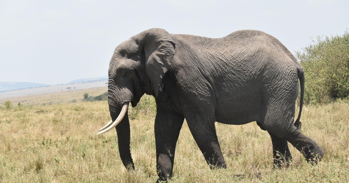 Day Tour To Amboseli National Park GetYourGuide