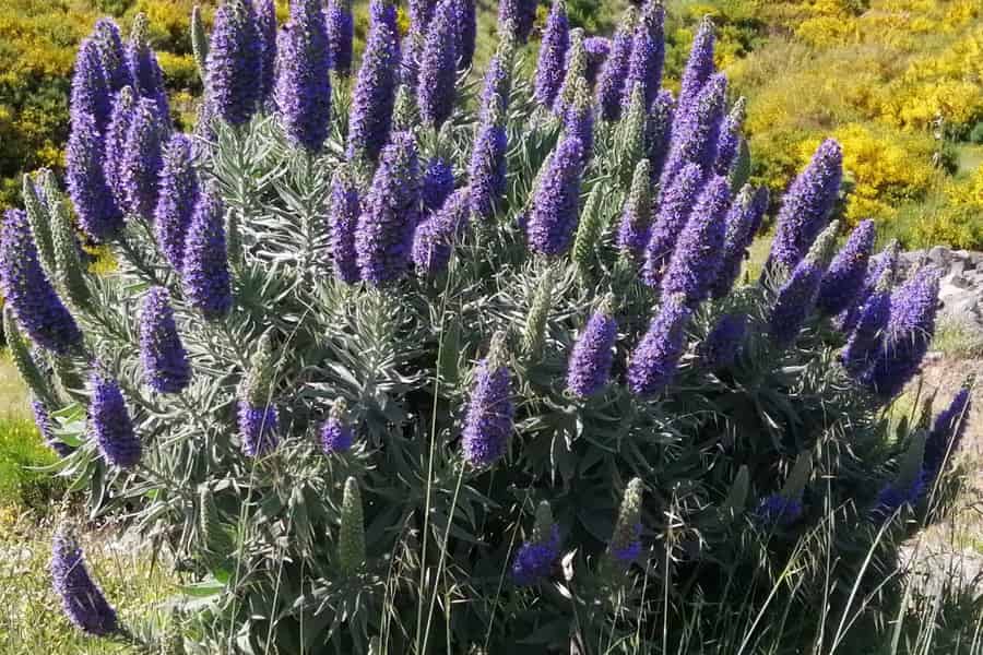 Funchal: Leichte Wanderung im Nonnental mit Bergkulisse. Foto: GetYourGuide Funchal: Leichte Wanderung im Nonnental mit Bergkulisse. Foto: GetYourGuide