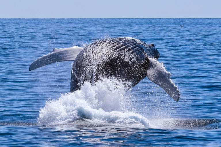 From Cape Town: Hermanus Whale Watching Full Day Tour default