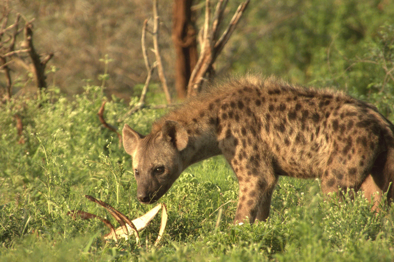 Budget Kruger &amp; Panorama meerdaagse tour vanuit Johannesburg5-daagse budgetreis naar Kruger &amp; Panorama