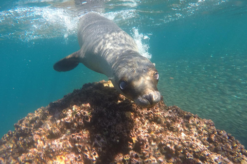 La Paz: Whale Shark, Sea Lions & Balandra Tour