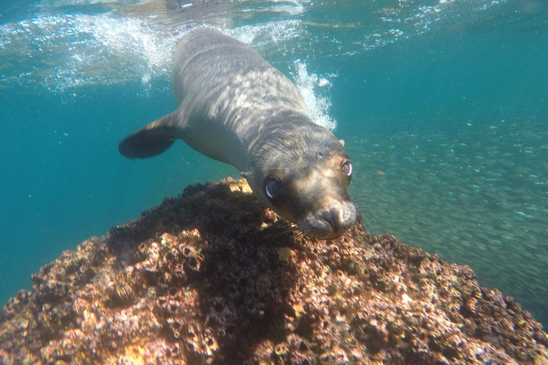 La Paz: Whale Shark, Sea Lions & Balandra Tour