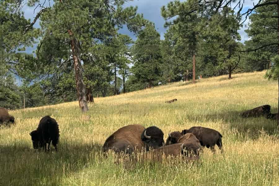 Denver: Highlights der Stadt, Golden und Lookout Mountain. Foto: GetYourGuide