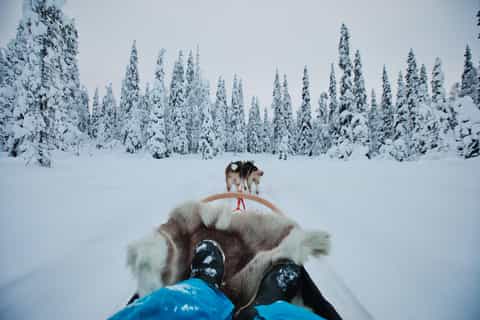 Ruka: 2,5 km Husky-Safari für die ganze Familie