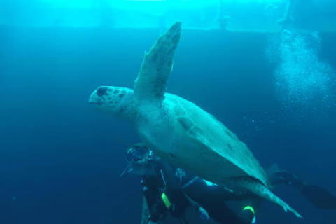 Larnaca: Private Zenobia Wreck with full gear Larnaca: Private Zenobia Wreck with fully gear