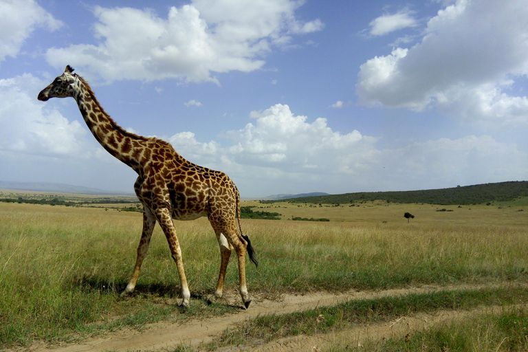 Safari dans le Kenya sauvage Explorez Amboseli, Tsavo Ouest et Tsavo Est 4 joursSafari sauvage au Kenya : découvrez Amboseli, Tsavo Ouest et Tsavo Est en 4 jours