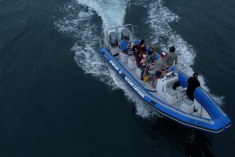 Cape Town: Marine Biologist-Led Safari Tour - V&A Waterfront