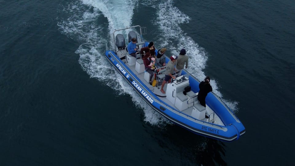 Cape Town: Marine Biologist-Led Safari Tour - V&A Waterfront