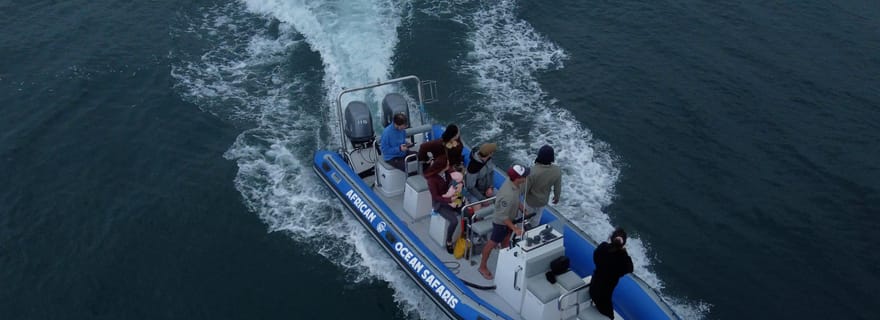 Le Cap : safari guidé par un biologiste marin - V&A Waterfront