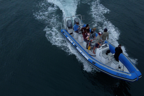 Kaapstad: safari op zee vanuit V&amp;A Waterfront