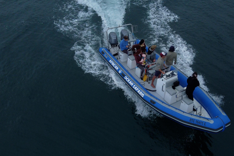 Kaapstad: safari op zee vanuit V&amp;A Waterfront