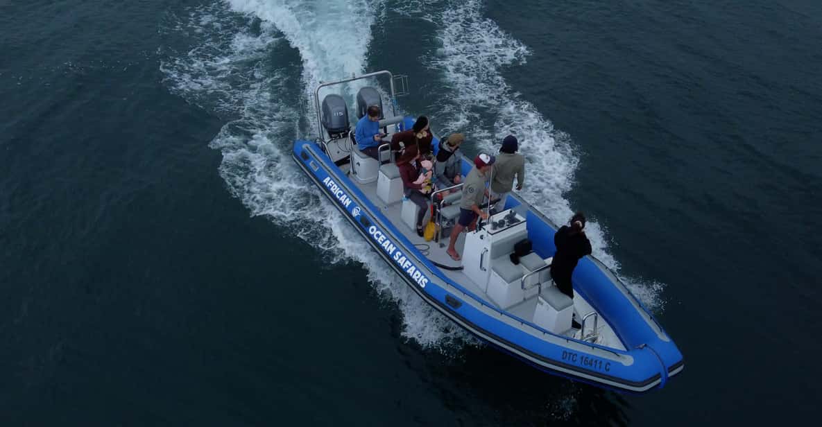 Marine Biologist-Led Safari Tour - V&A Waterfront — a boat tour from Cape Town, South Africa