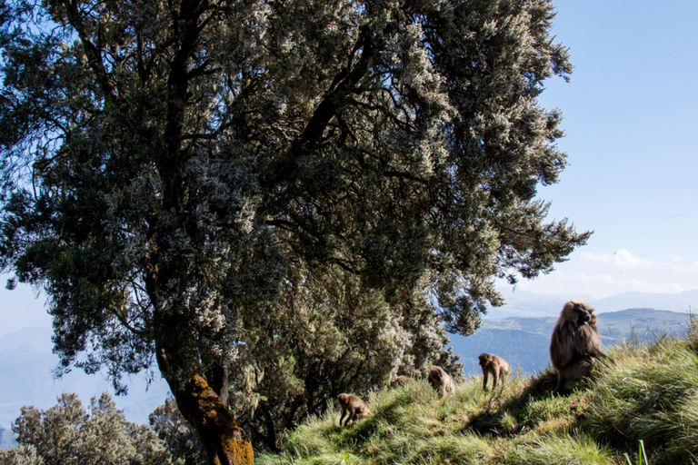 Addis Ababa: 7-Day Blue Nile, Simien, & Omo Valley Tour