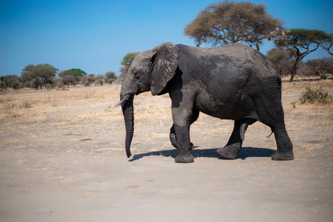 Tanzania: 6-Day Mid-Range Lodge Safari with Meals