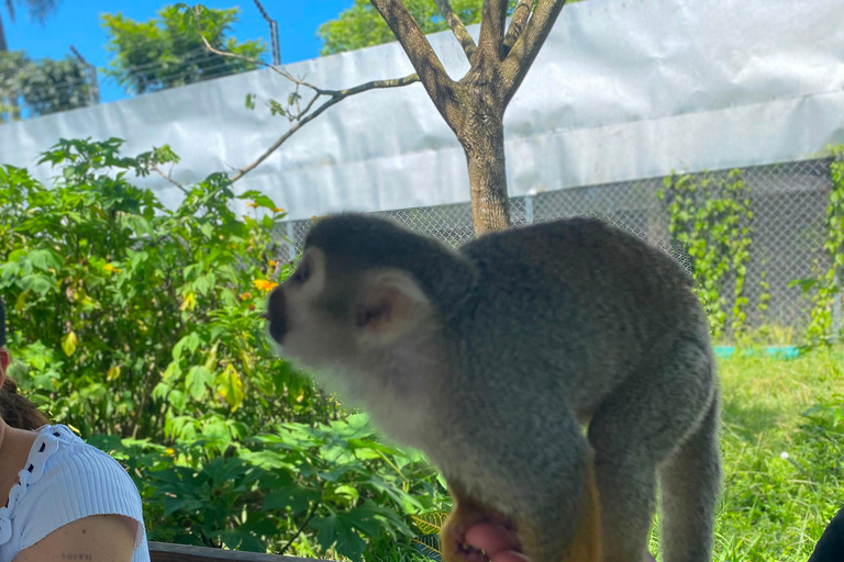 Puerto Plata: Buggy Ride, Monkey Home