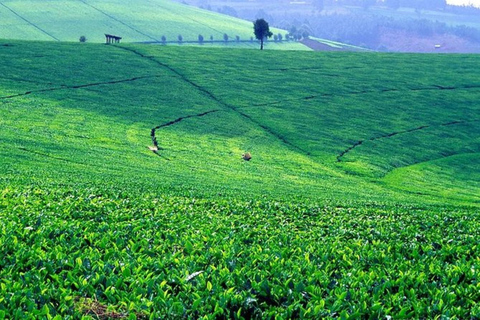 Nairobi: Kiambethu Tea Farm Tour mit Mittagessen und Transfers