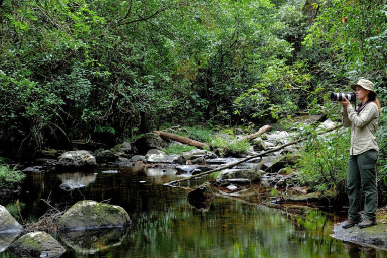 From South Coast: Sinharaja Rainforest Day Trip From Galle: Sinharaja Day Trip