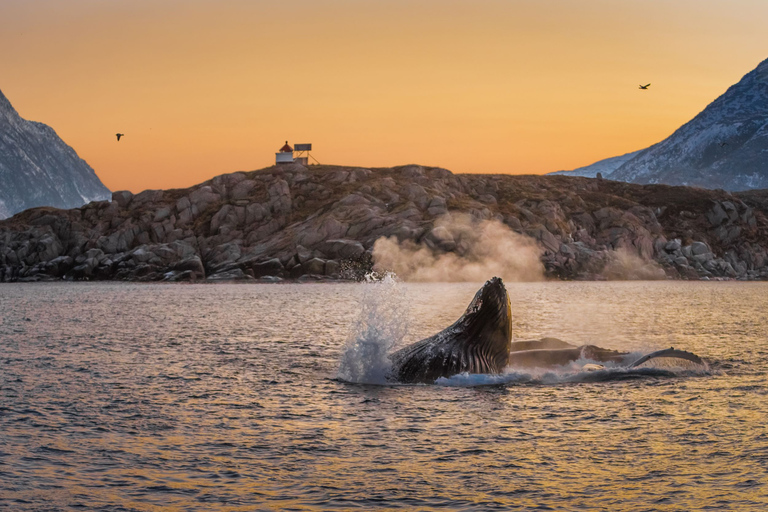 Von Tromsø aus: Walbeobachtungs-Safari auf dem Hochgeschwindigkeits-Katamaran