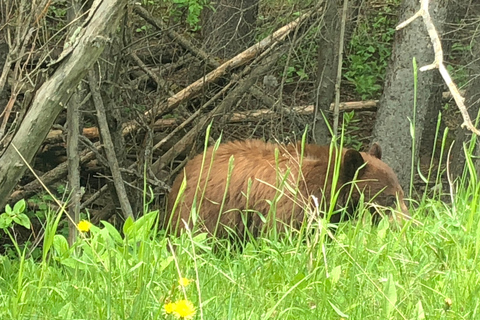 Canmore/Banff: Esplora Banff e la fauna selvatica