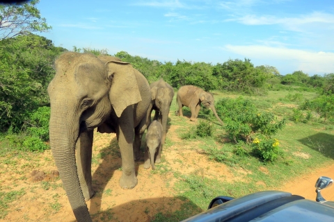 From Galle/Hikkaduwa/Mirissa Trip to Udawalawe Safari Tour From Galle/Hikkaduwa/Mirissa Day-trip to Udawalawe Safari