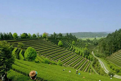 Chengdu panda & Leshan Buddha One Day Private Tour Panda & Buddha One Day Private Tour(Chinese driver only)