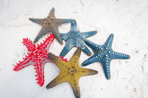 زنجبار: الغطس في البحيرة الزرقاء وجولة في أسماك النجوم