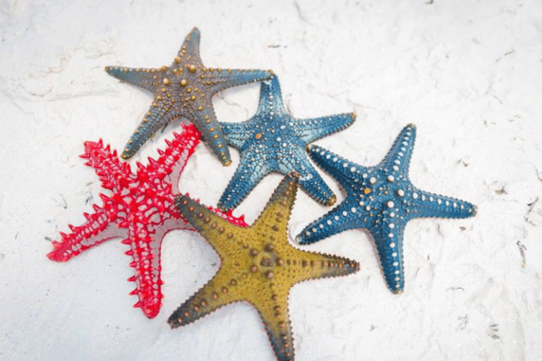 زنجبار: الغطس في البحيرة الزرقاء وجولة في أسماك النجوم