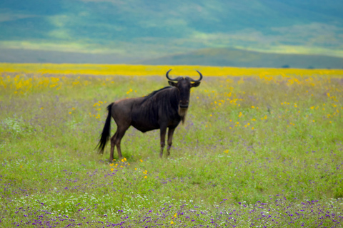 Arusha: Ngorongoro Crater Full-Day Safari Ngorongoro Crater: Full Day Safari