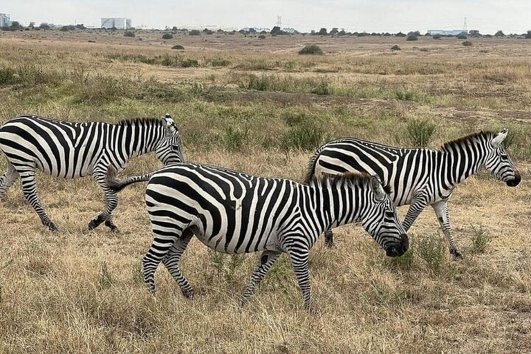 Nairobi National Park Privé Halve Dag Tour met Pick Up