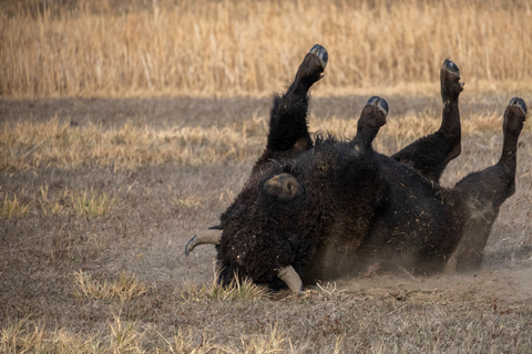 Safari dans le Rocky Mountain ArsenalSafari dans l&#039;Arsenal des Rocheuses