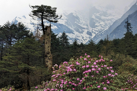 From Pokhara: 4-Day Ghorepani Poon Hill Trek with Guide