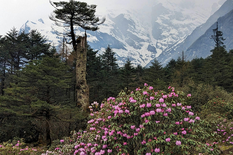 From Pokhara: 4-Day Ghorepani Poon Hill Trek with Guide