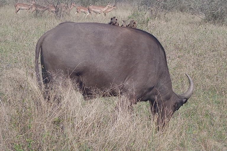 3 dagen in Kruger National Park
