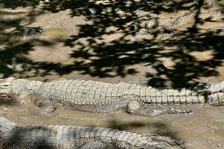 Tour di un giorno della Foresta delle Mangrovie e dell&#039;Isola delle Scimmie di Can Gio