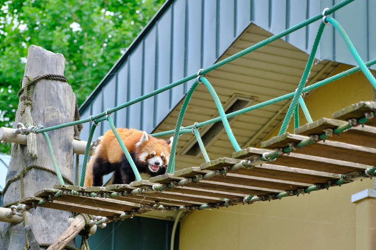 Sapporo: Asahiyama Zoo, Blue Pond, & Farm Tomita Tour
