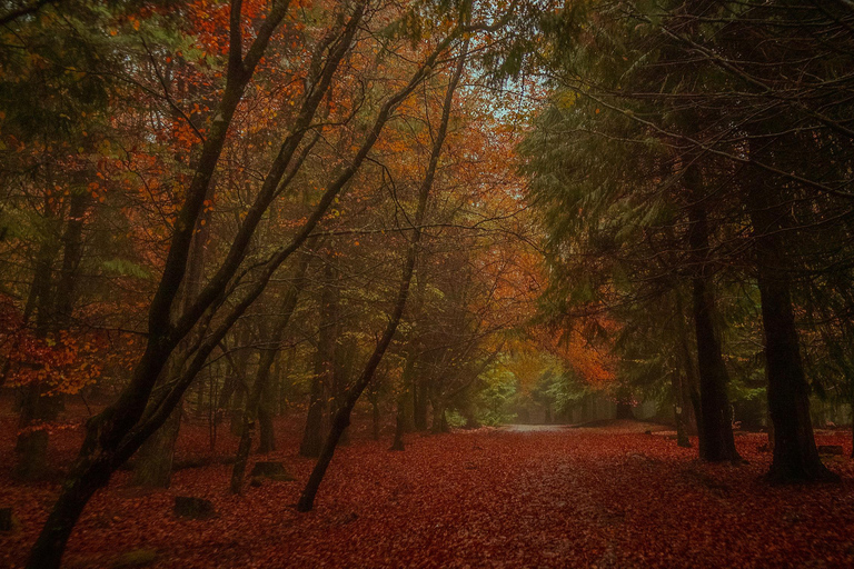 Rabaçal Nature Experience: Alecrim & Lagoa do Vento Hike