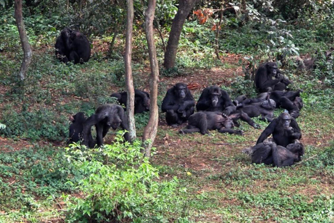 Ngamba Island Chimpanzee Sanctuary Tour