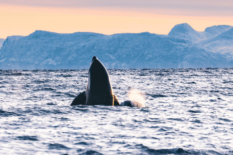 Safari aux baleines à Tromsø avec le MS Trolltind Nordic