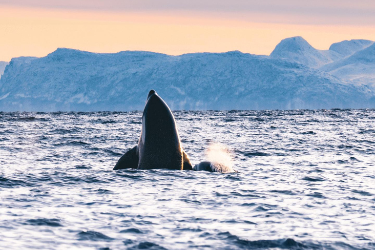 Safari aux baleines à Tromsø avec le MS Trolltind Nordic