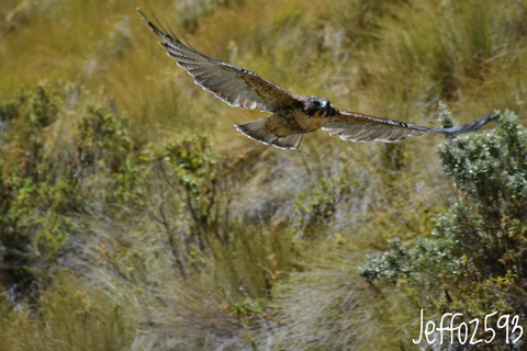 Parc national d&#039;Antisana - Observation du condor des Andes