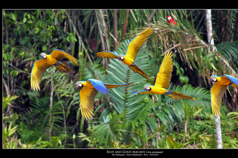 Full Day|| Tambopata parrot clay lick.Full Day|| Tambopata parrot clay lick