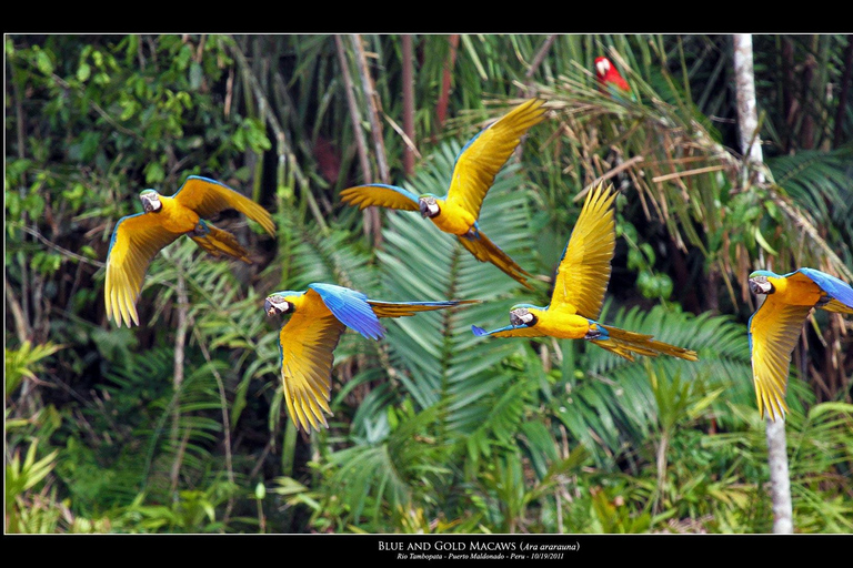 Ganzer Tag|| Tambopata Papageienlecke.Ganzer Tag Tambopata Papageienlecke