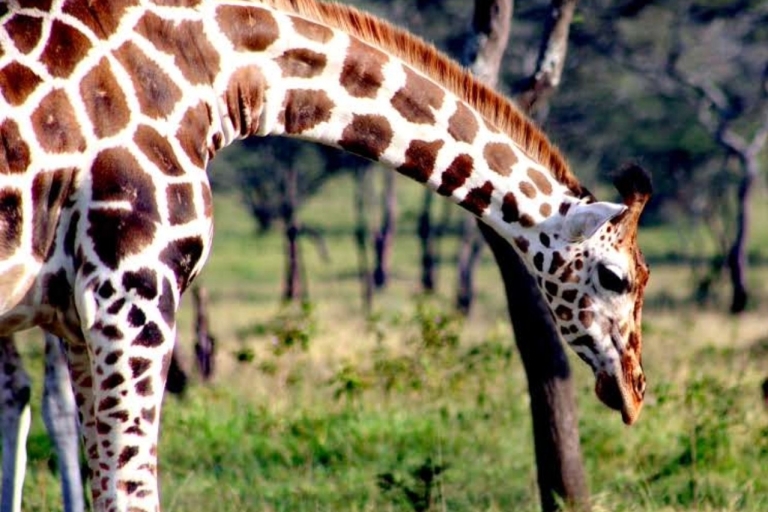 Uganda: 4-dniowe safari dzikiej przyrody w parku Murchison FallsUganda: 4-dniowe safari dzikiej przyrody w Murchison Fall Park