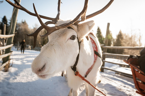 Rovaniemi: Local Reindeer Farm Visit with Sleigh Ride