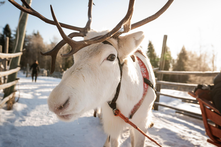 Rovaniemi: Local Reindeer Farm Visit with Sleigh Ride