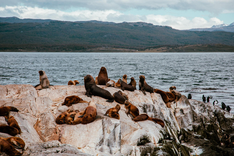 Ushuaia: Boat Trip to Isla Martillo: Penguins in the Beagle Channel Ushuaia: Navigation to Martillo Island: Penguins along the Beagle Channel