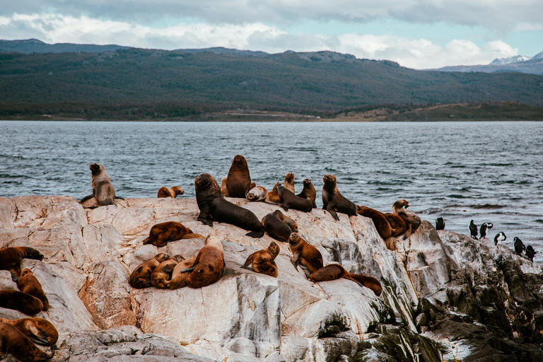 Ushuaia: Boat Trip to Isla Martillo: Penguins in the Beagle Channel Ushuaia: Navigation to Martillo Island: Penguins along the Beagle Channel